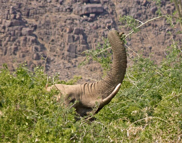 elephant eating in damaraland national park