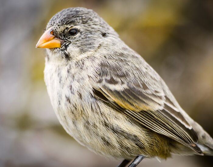 Darwin's finch, Galapagos | Via Getty Images a Darwin's finch in Galapagos