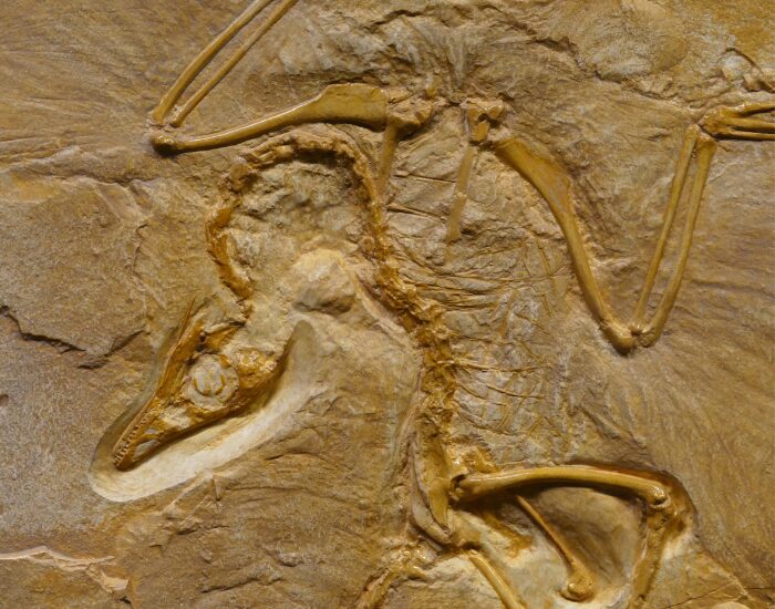 Dinosaur fossil preserved on a rock