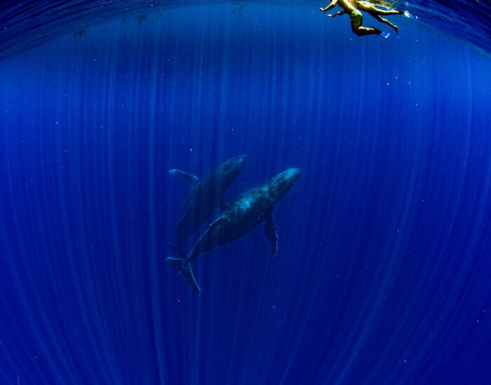Getty Images Two humpback whales in French Polynesia