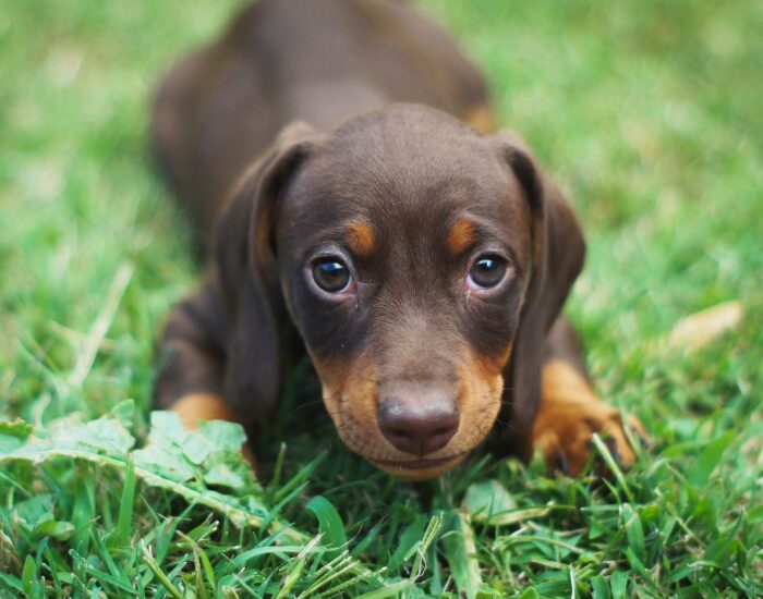 a puppy laying on grass
