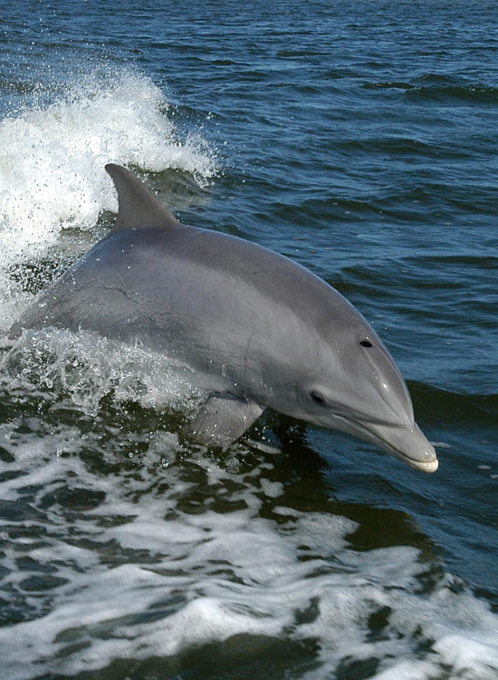 dolphin-jumping-above-ocean-surface.webp bottle nose dolphin jumping and riding a wave