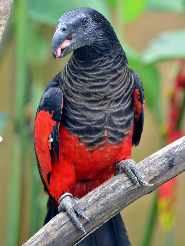 Pesquet's parrot close up