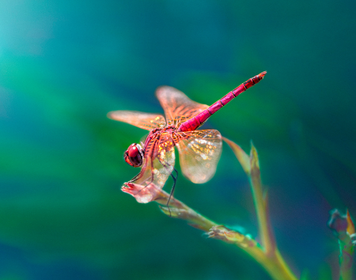 dragonfly dragonfly over a plant