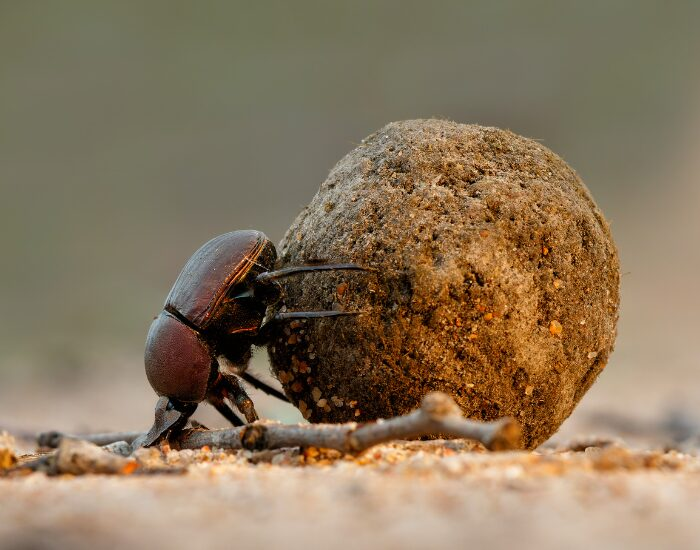 dung beetle rolling a poo ball