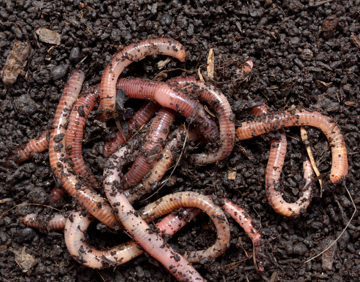 earthworm.webp group of earthworms on the soil