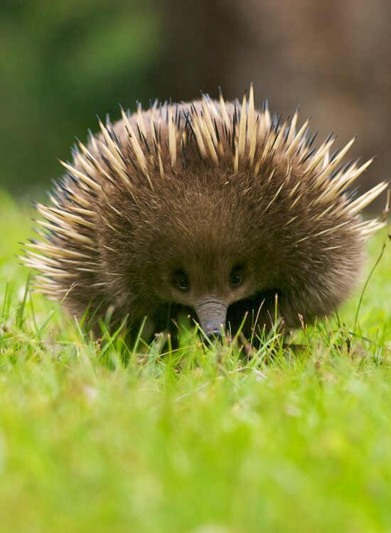Getty Images close up of a echidna walkiing