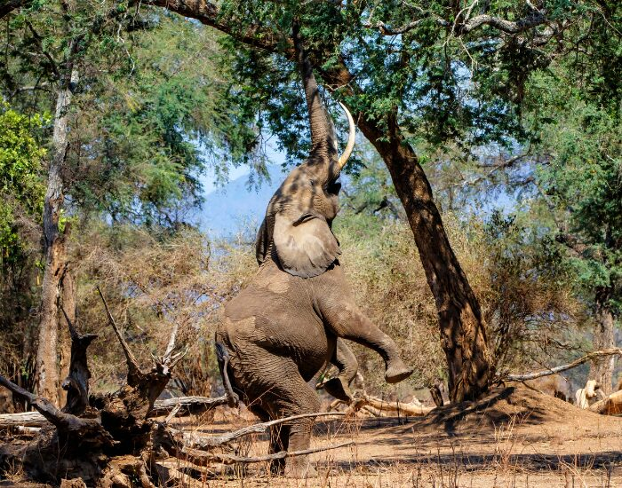 elephantin.webp elephant in the wild standing over 2 legs reaching a high branch from a tree