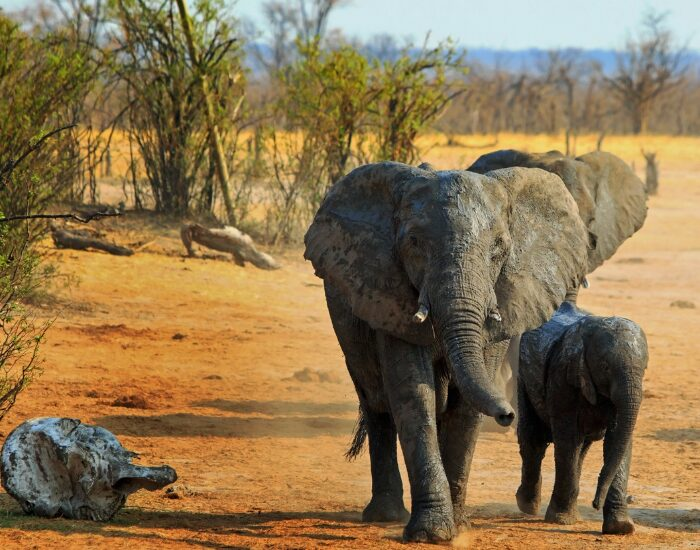 elephantsinhwangenationalpark.webp elephants in hwange national park.webp