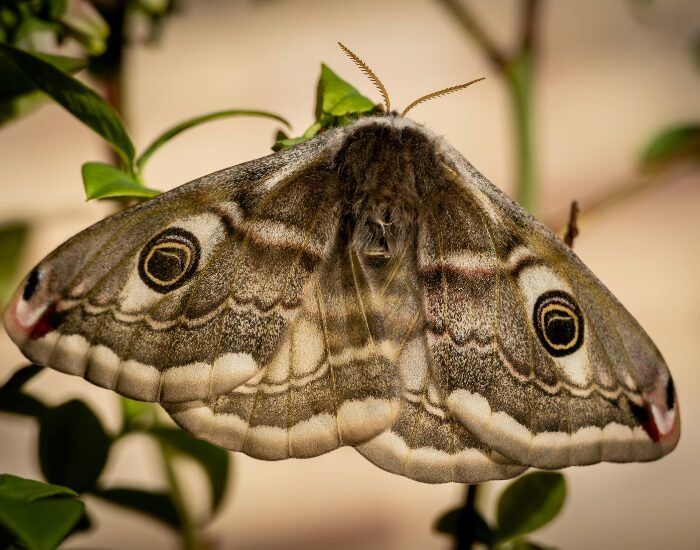 close up of an Emperor Moth perched on a plant