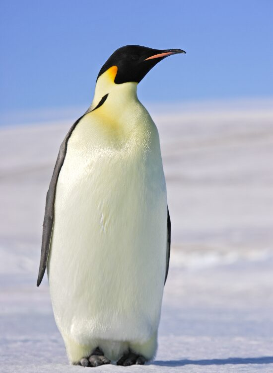 Emperor Penguin in the wild standing over an ice cap