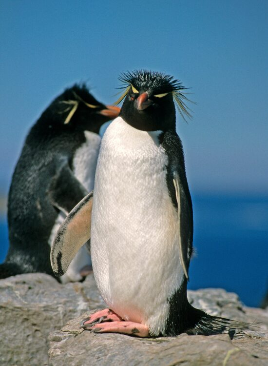 two Erect crested penguin on a rock in the wild