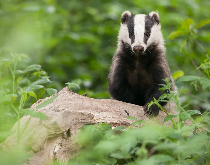 an European Badger coming out of the ground