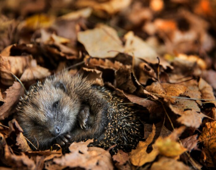European Hedgehog in the wild