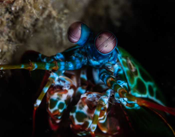 eyes-mantis-shrimp.webp pistol shrimp woth big eyes