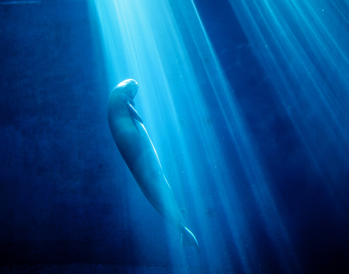 finless porpoise swimming underwater with some light