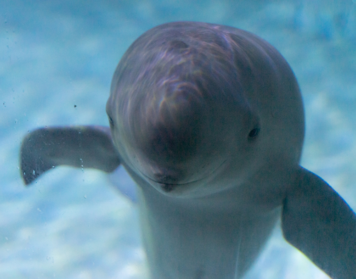 finless-porpoises.webp Close up of a porpoise