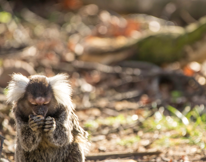 forest-gardeners.webp a marmoset monket eating a fruit on the ground