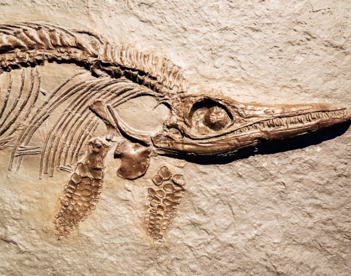 fossilised animal on rock