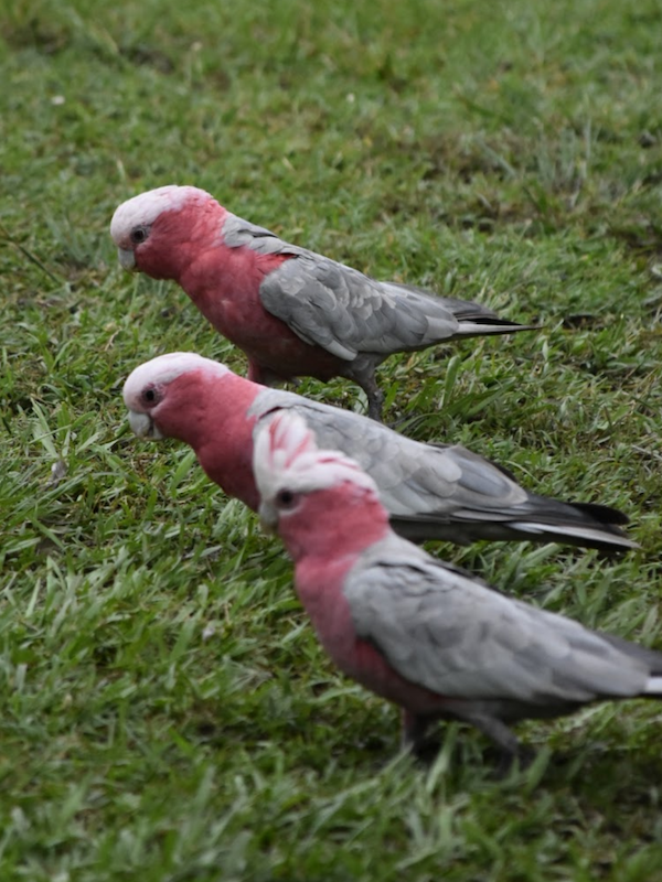 three galahs standing on grass photo by cesar medina davila