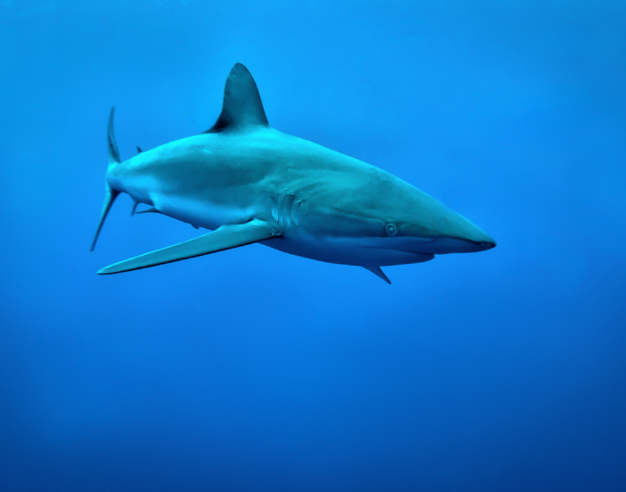 Galapagos Shark swimming