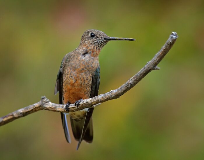 a giant hummingbird on a branch with a green background