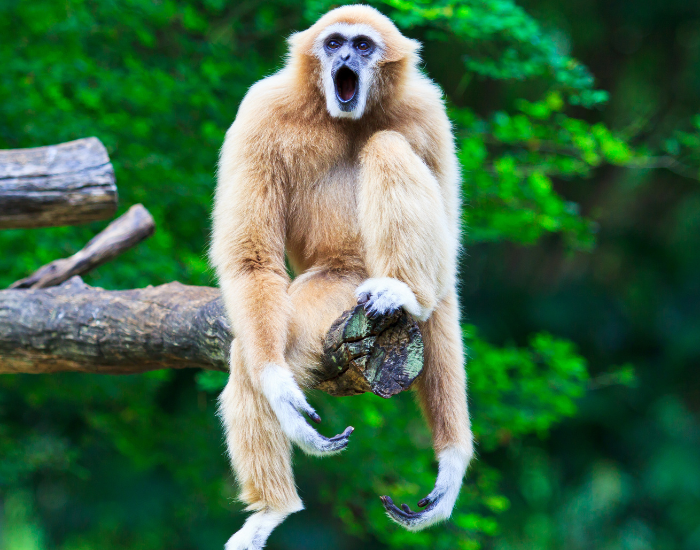 gibbon-voalising.webp Gibbon on a tree vocalizing