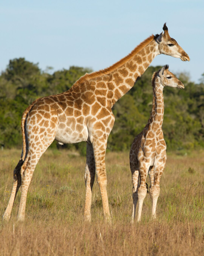 two giraffes in the wild