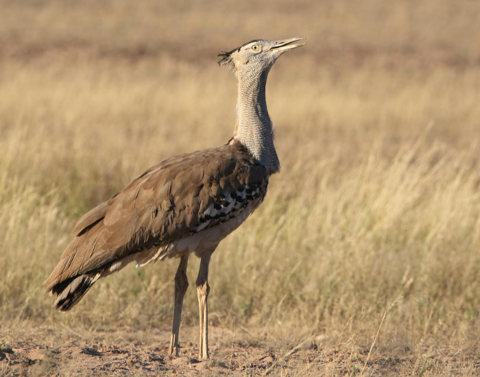 great-indian-bustard-1.webp great indian bustard on a grassland