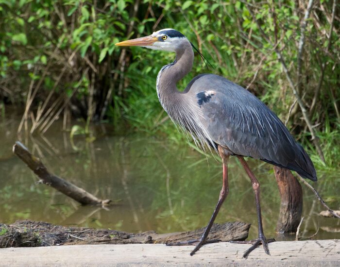 a Great Blue Heron on a wetland or mangrove habitat walking