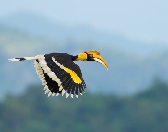 Great Hornbill flying