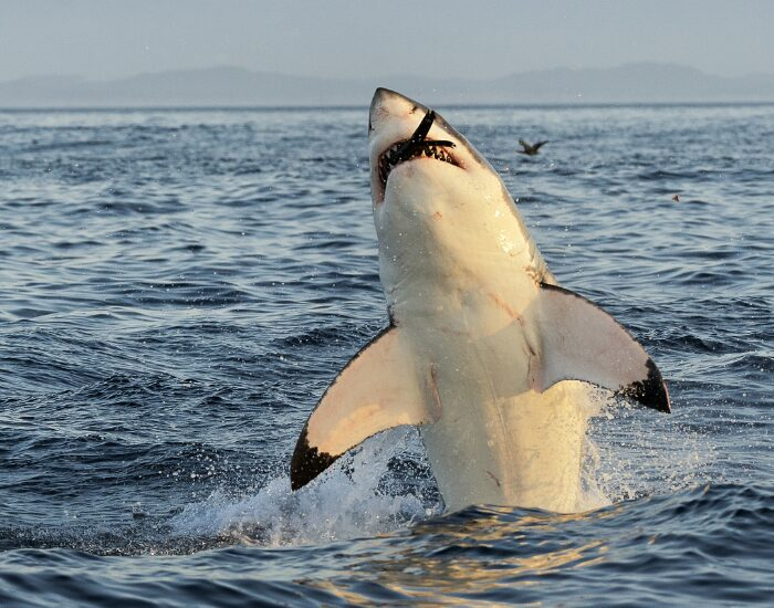 great white shark breaching with prey