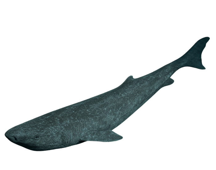 greegnland shark illustration swimming