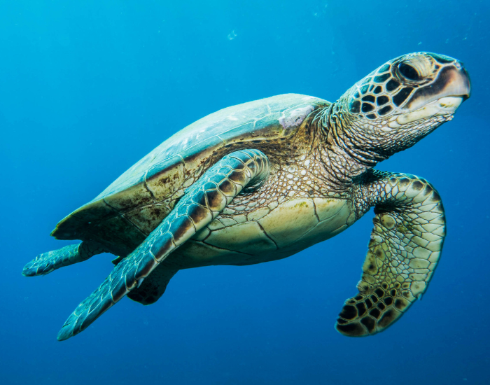 Green Sea Turtle swimming in the ocean