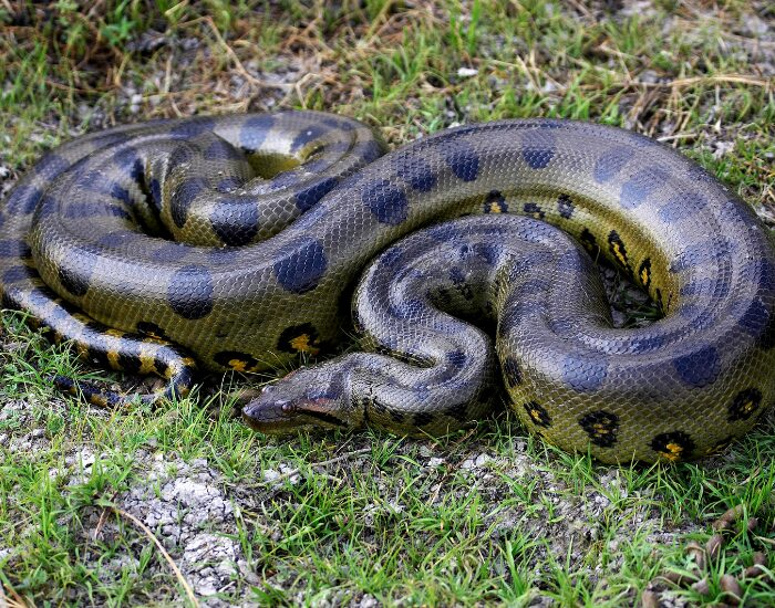 green anaconda in the wild