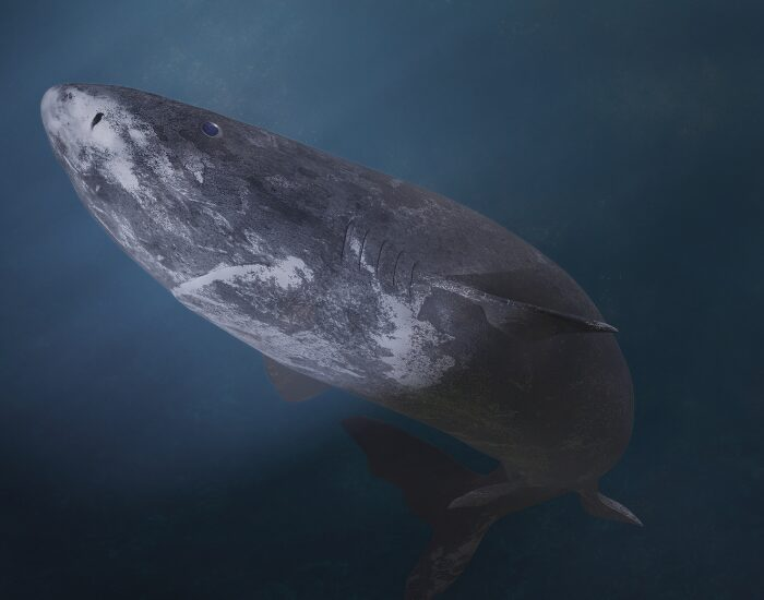 greenlandshark.webp greenland shark swimming