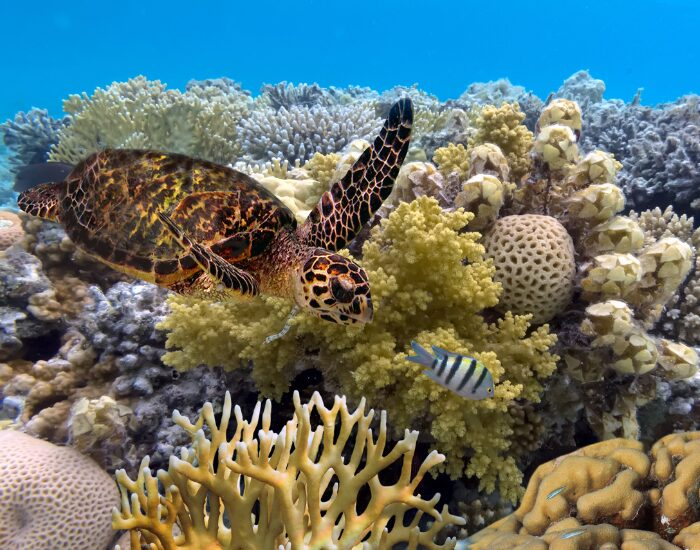 green turtle swimming in blue ocean great barrier reef