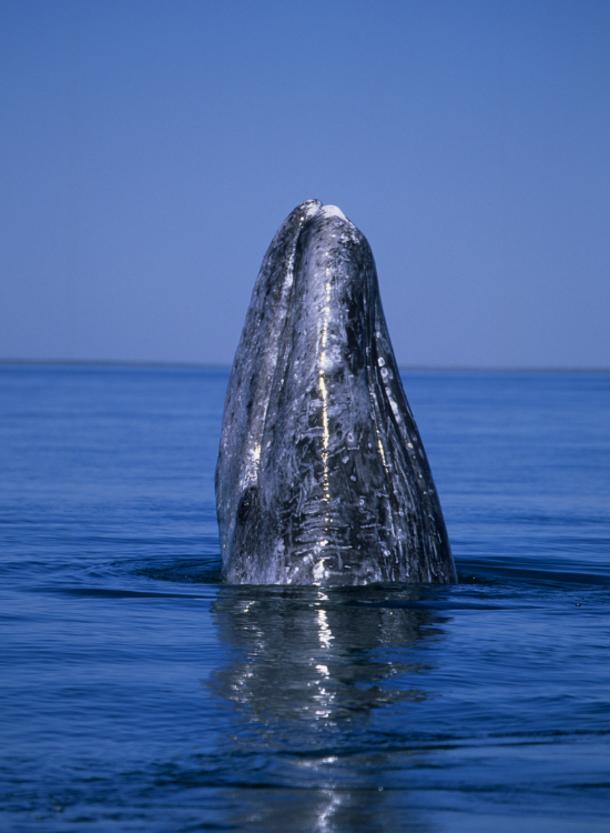 a grey whale coming out of the water