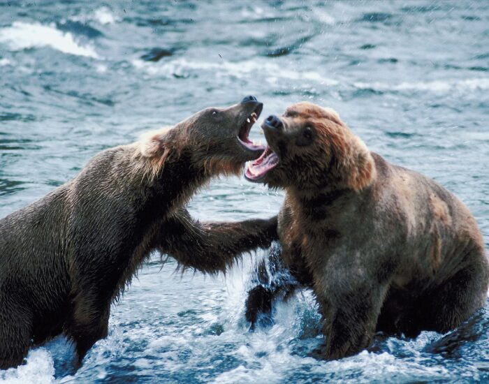 grizzlybearsfighting.webp Grizzly Bears fighting in a river
