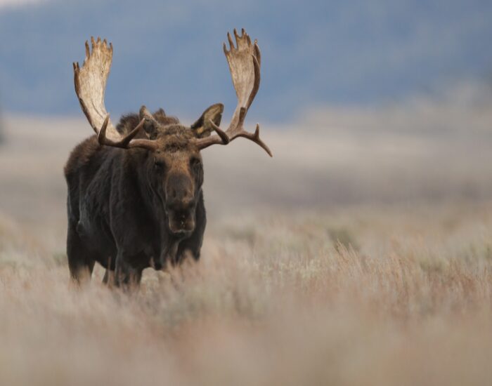 a moose at gros morne National Park