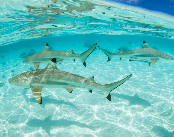group-of-Black-tip-sharks.webp Group of black tip sharks swimming in shallow waters
