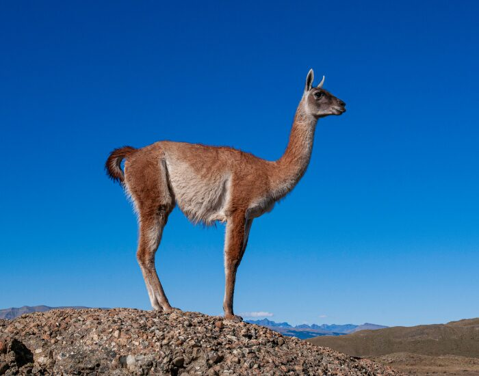 guanaco standing ona. rock