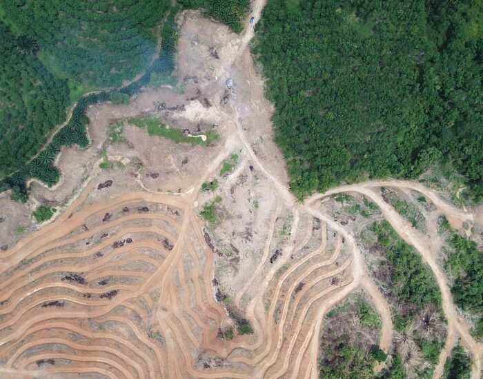 habitatloss 1.webp Habitat loss drone photo, half forest