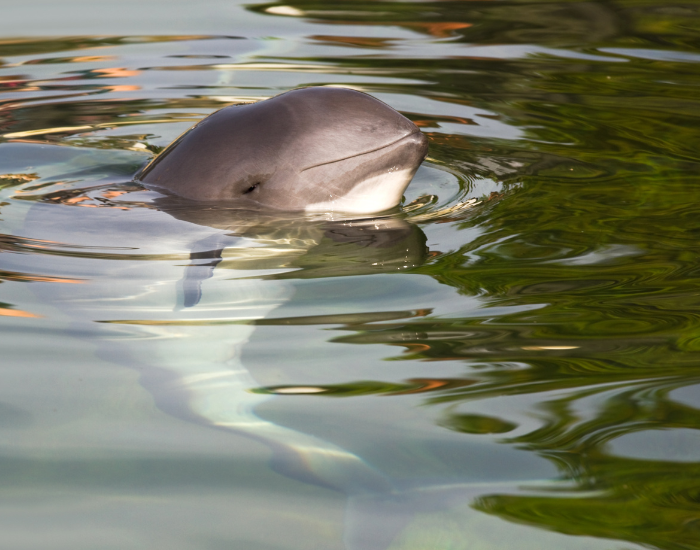 harbour-porpoise.webp Harbour porpoise