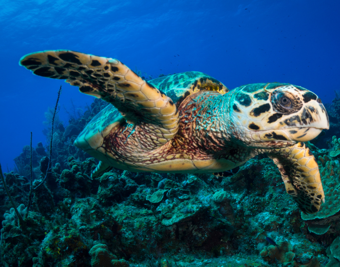 hawksbill-sea-turtle.webp hawksbill sea turtle swimming near a coral