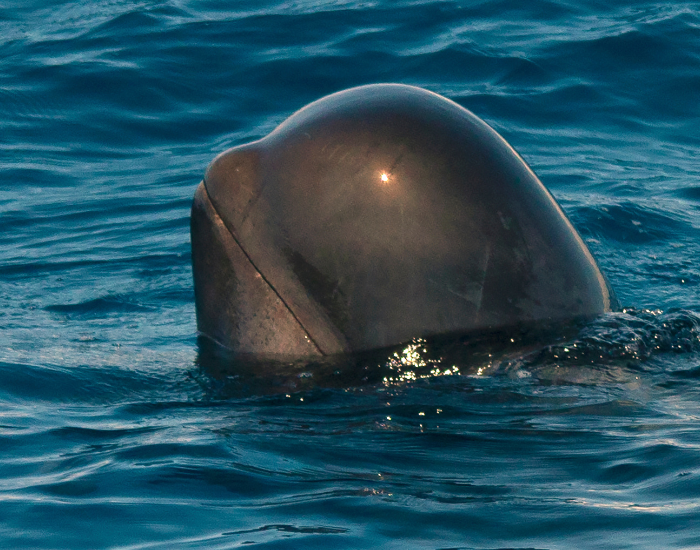 head-close-up-pilot-whale.webp pilot whale putting its head out of the water