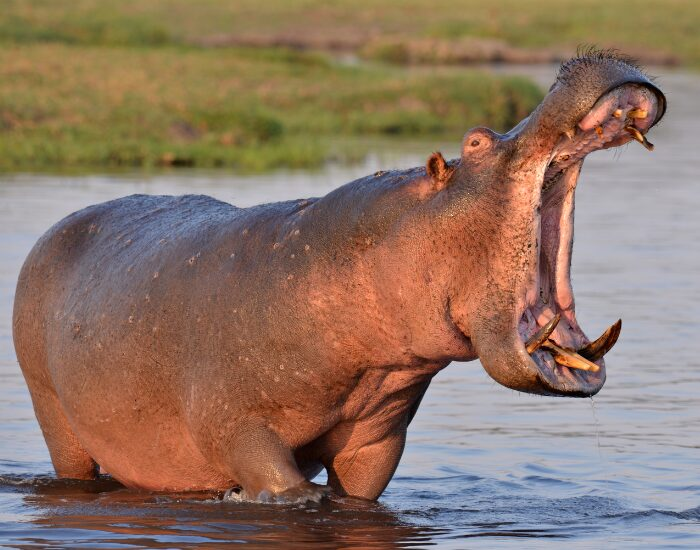Hippopotamus in the wild opening it smouth