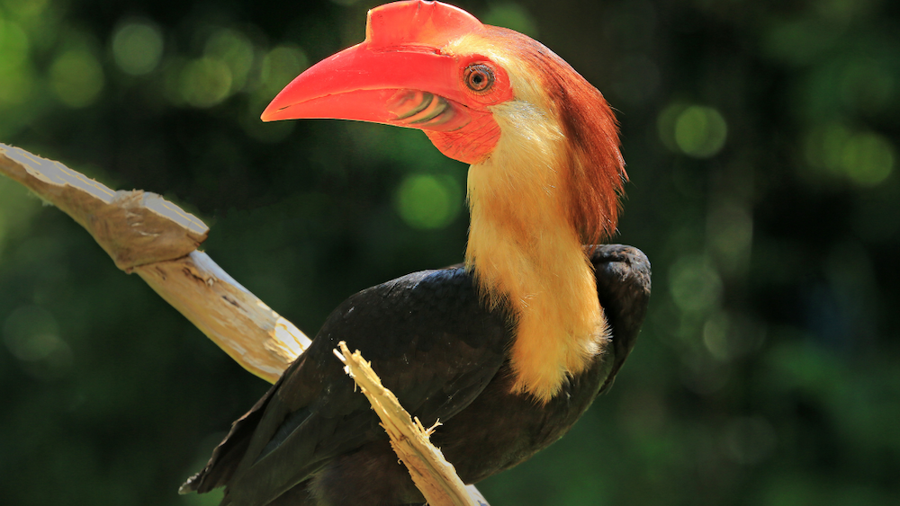 close up portrait of a hornbill
