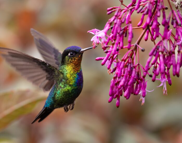 Hummingbird feeding from a flower while flying