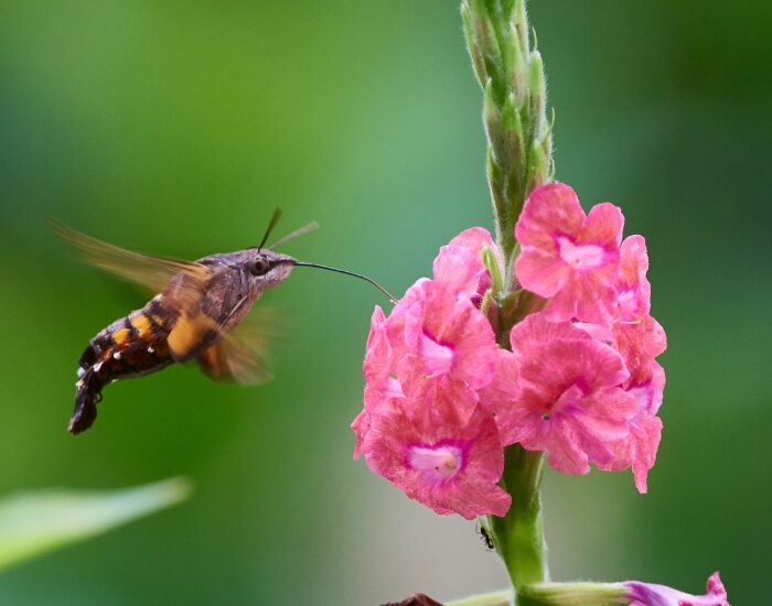 a Humming-bird Hawk-moth flying very close to a pink flower